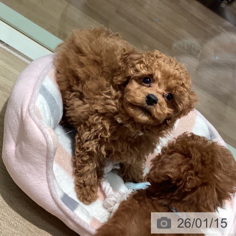 東京都のトイプードル(トイ) (ペットプラス 東久留米店/2025年11月2日生まれ/男の子/レッド)の子犬の3枚目の画像