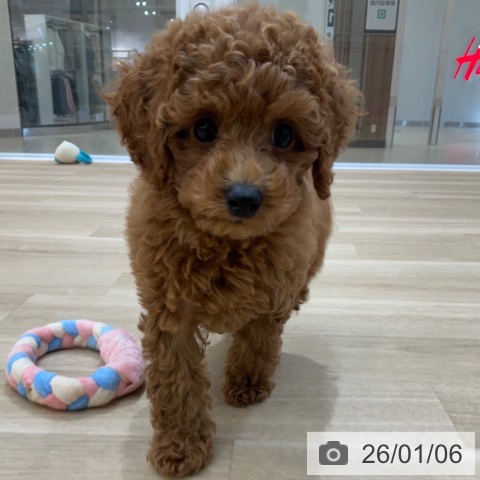 長野県のトイプードル(トイ) (ペットプラス 上田店/2025年11月2日生まれ/女の子/レッド)の子犬の4枚目の画像