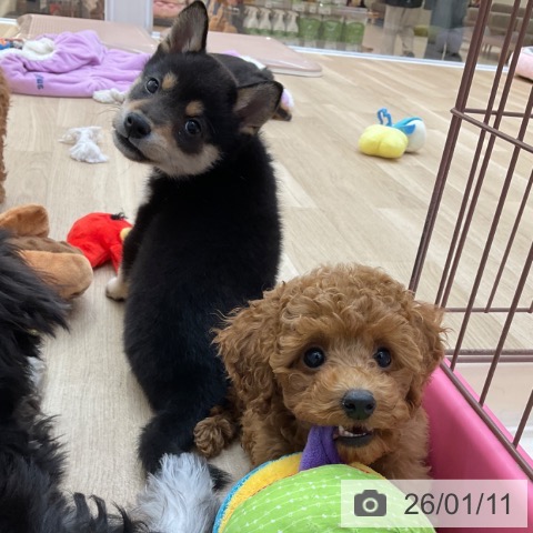 トイ・プードルの写真