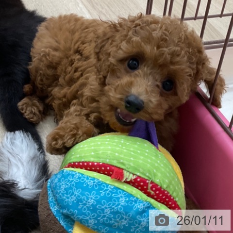 長野県のトイプードル(トイ) (ペットプラス 上田店/2025年11月2日生まれ/女の子/レッド)の子犬の4枚目の画像