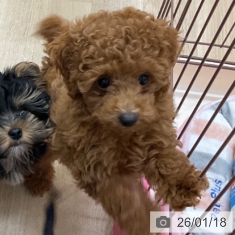 長野県のトイプードル(トイ) (ペットプラス 上田店/2025年11月2日生まれ/女の子/レッド)の子犬の4枚目の画像