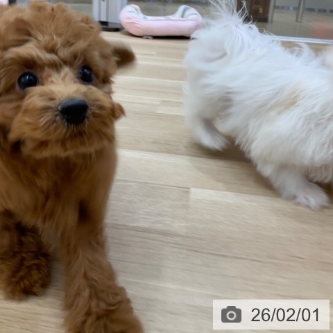 長野県のトイプードル(トイ) (ペットプラス 上田店/2025年11月2日生まれ/女の子/レッド)の子犬の3枚目の画像