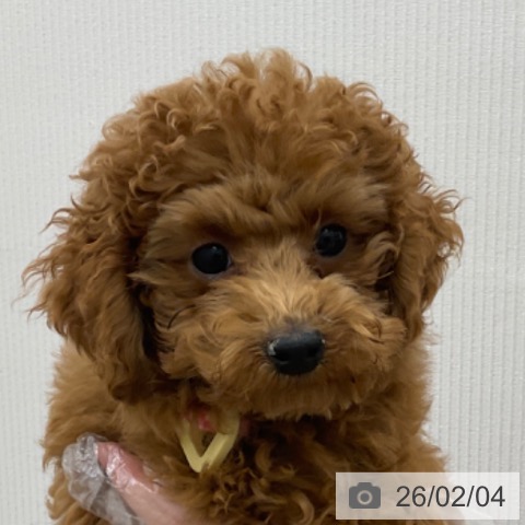 トイ・プードルの写真