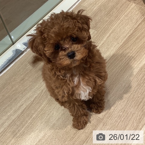 東京都のトイプードル(トイ) (ペットプラス 東久留米店/2025年11月2日生まれ/女の子/レッド)の子犬の4枚目の画像