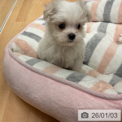 千葉県のマルチーズ (ペットプラス 成田店/2025年11月3日生まれ/男の子/ホワイト)の子犬の3枚目の画像