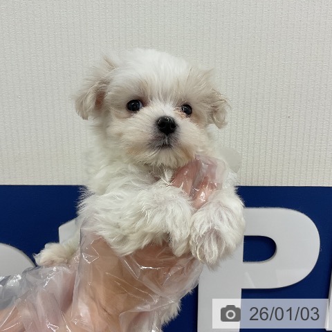 千葉県のマルチーズ (ペットプラス 成田店/2025年11月3日生まれ/男の子/ホワイト)の子犬の3枚目の画像