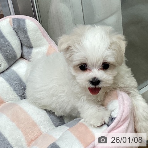 宮城県のマルチーズ (ペットプラス 名取店/2025年11月3日生まれ/女の子/ホワイト)の子犬の3枚目の画像