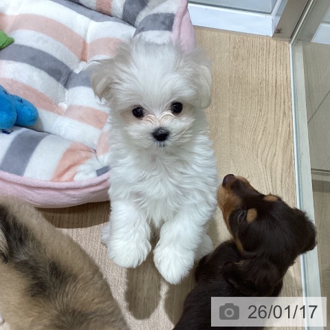 宮城県のマルチーズ (ペットプラス 名取店/2025年11月3日生まれ/女の子/ホワイト)の子犬の3枚目の画像