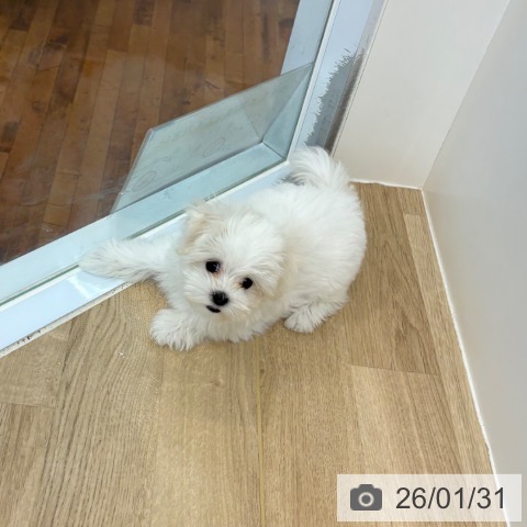 京都府のマルチーズ (ペットプラス 久御山店/2025年11月3日生まれ/女の子/ホワイト)の子犬の3枚目の画像