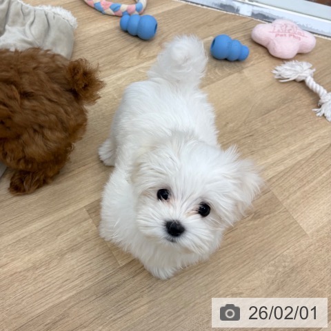 京都府のマルチーズ (ペットプラス 久御山店/2025年11月3日生まれ/女の子/ホワイト)の子犬の4枚目の画像
