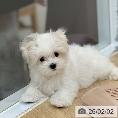 京都府のマルチーズ (ペットプラス 久御山店/2025年11月3日生まれ/女の子/ホワイト)の子犬の3枚目の画像