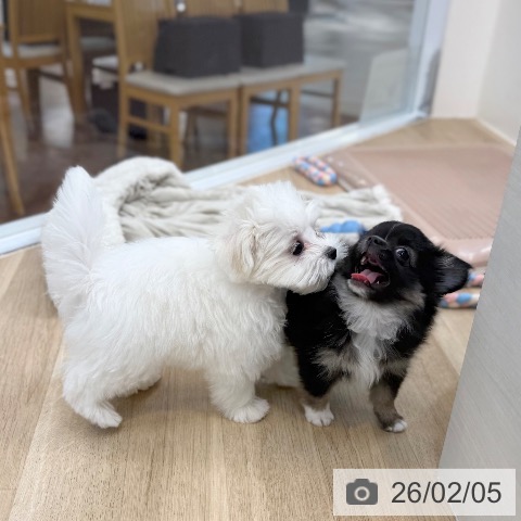 京都府のマルチーズ (ペットプラス 久御山店/2025年11月3日生まれ/女の子/ホワイト)の子犬の4枚目の画像