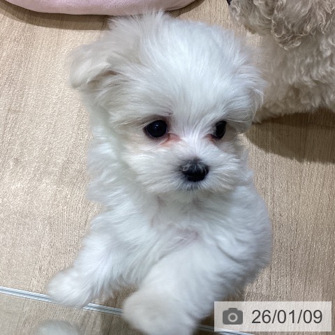 京都府のマルチーズ (ペットプラス 久御山店/2025年11月3日生まれ/女の子/ホワイト)の子犬の3枚目の画像