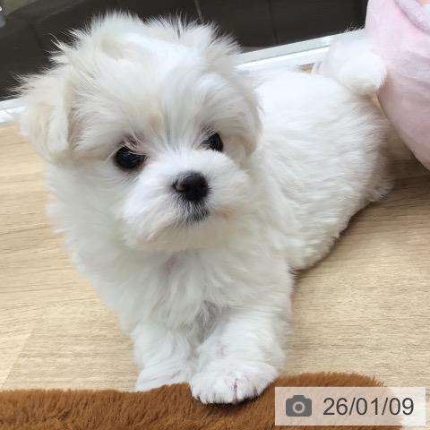 東京都のマルチーズ (ペットプラス 日の出店/2025年11月3日生まれ/女の子/ホワイト)の子犬の3枚目の画像