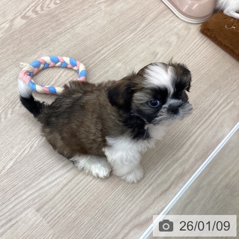 埼玉県のシーズー (ペットプラス 八潮店/2025年10月26日生まれ/男の子/ホワイトゴールド)の子犬の3枚目の画像