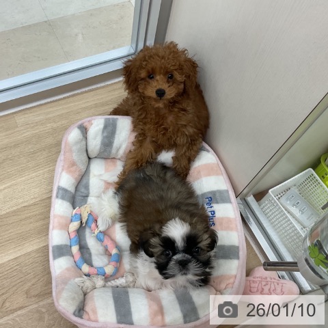 シー・ズーの写真