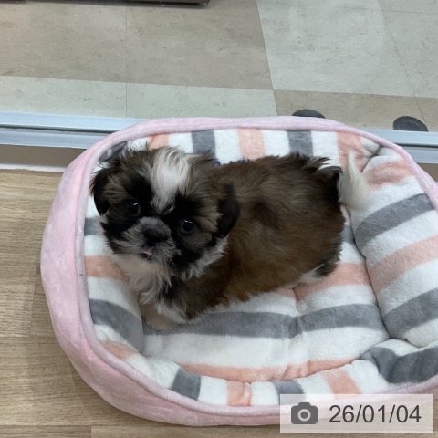 神奈川県のシーズー (ペットプラス アミーゴ藤沢店/2025年10月26日生まれ/男の子/ホワイトゴールド)の子犬の4枚目の画像