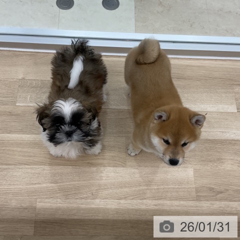 シー・ズーの写真