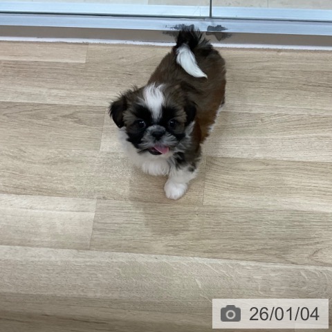 神奈川県のシーズー (ペットプラス アミーゴ藤沢店/2025年10月26日生まれ/男の子/ホワイトゴールド)の子犬の3枚目の画像