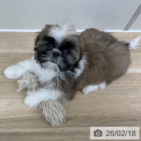 神奈川県のシーズー (ペットプラス アミーゴ藤沢店/2025年10月26日生まれ/男の子/ホワイトゴールド)の子犬の4枚目の画像