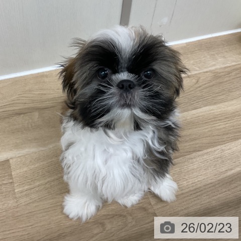 神奈川県のシーズー (ペットプラス アミーゴ藤沢店/2025年10月26日生まれ/男の子/ホワイトゴールド)の子犬の4枚目の画像