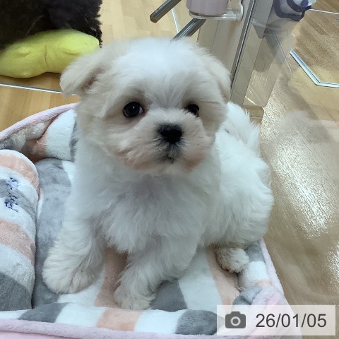 長野県のマルチーズ (ペットプラス 松本店/2025年11月1日生まれ/男の子/ホワイト)の子犬の4枚目の画像