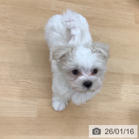 長野県のマルチーズ (ペットプラス 松本店/2025年11月1日生まれ/男の子/ホワイト)の子犬の4枚目の画像