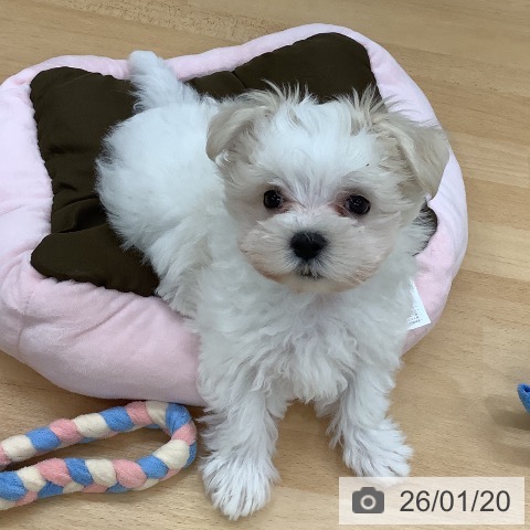 長野県のマルチーズ (ペットプラス 松本店/2025年11月1日生まれ/男の子/ホワイト)の子犬の4枚目の画像