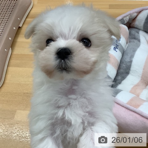 長野県のマルチーズ (ペットプラス 松本店/2025年11月1日生まれ/男の子/ホワイト)の子犬の3枚目の画像