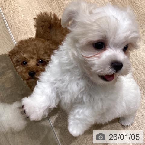 長野県のマルチーズ (ペットプラス 須坂店/2025年11月2日生まれ/男の子/ホワイト)の子犬の4枚目の画像