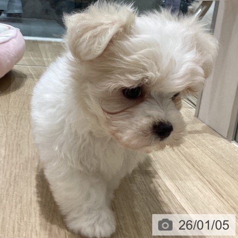 長野県のマルチーズ (ペットプラス 須坂店/2025年11月2日生まれ/男の子/ホワイト)の子犬の4枚目の画像