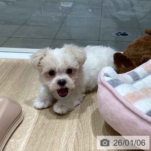 長野県のマルチーズ (ペットプラス 須坂店/2025年11月2日生まれ/男の子/ホワイト)の子犬の3枚目の画像