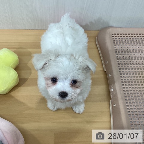 千葉県のマルチーズ (ペットプラス 八千代緑が丘店/2025年11月2日生まれ/男の子/ホワイト)の子犬の3枚目の画像