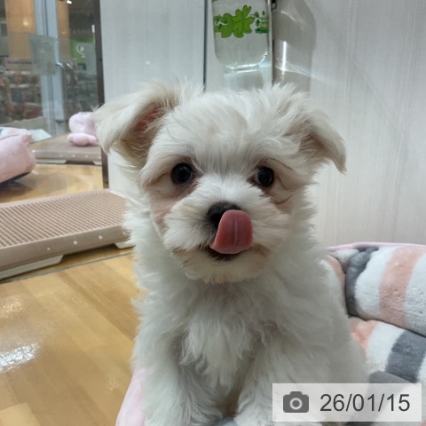 千葉県のマルチーズ (ペットプラス 八千代緑が丘店/2025年11月2日生まれ/男の子/ホワイト)の子犬の4枚目の画像