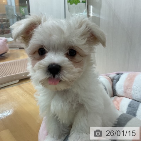 千葉県のマルチーズ (ペットプラス 八千代緑が丘店/2025年11月2日生まれ/男の子/ホワイト)の子犬の3枚目の画像