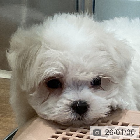 埼玉県のマルチーズ (ペッツワン 新座店/2025年11月2日生まれ/女の子/ホワイト)の子犬の4枚目の画像