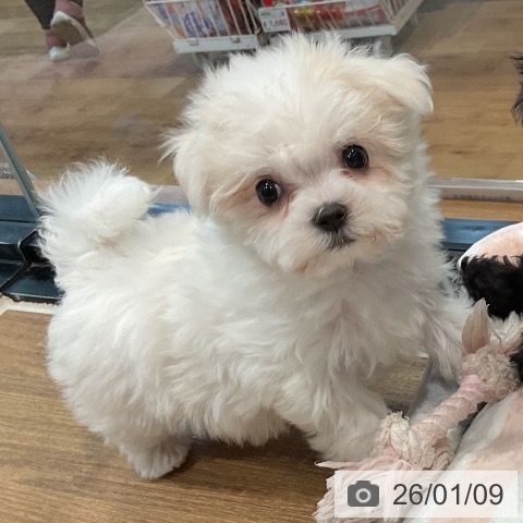 埼玉県のマルチーズ (ペッツワン 新座店/2025年11月2日生まれ/女の子/ホワイト)の子犬の4枚目の画像
