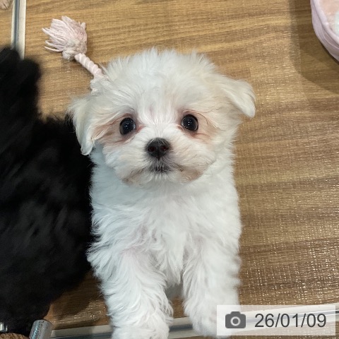 埼玉県のマルチーズ (ペッツワン 新座店/2025年11月2日生まれ/女の子/ホワイト)の子犬の3枚目の画像