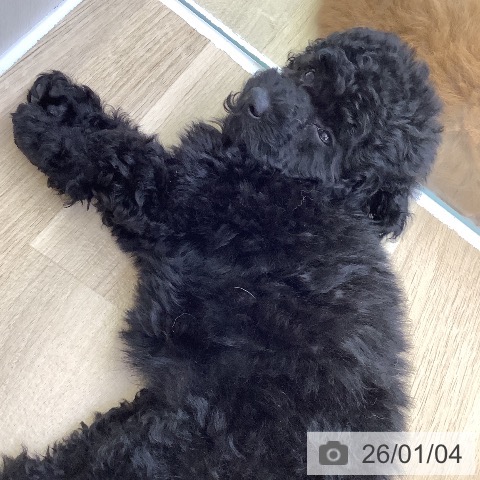 山梨県のトイプードル(トイ) (ペットプラス 甲府昭和店/2025年10月29日生まれ/女の子/ブラック)の子犬の3枚目の画像