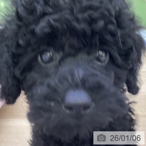 山梨県のトイプードル(トイ) (ペットプラス 甲府昭和店/2025年10月29日生まれ/女の子/ブラック)の子犬の3枚目の画像