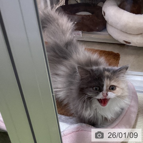 埼玉県のミヌエット (ペットプラス 羽生店/2025年10月6日生まれ/女の子/ダイリュートキャリコ)の子猫の3枚目の画像