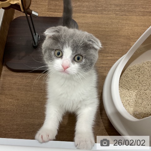 埼玉県のスコティッシュフォールド (ペッツワン 吉川美南店/2025年11月5日生まれ/男の子/ブルータビーホワイト)の子猫の3枚目の画像