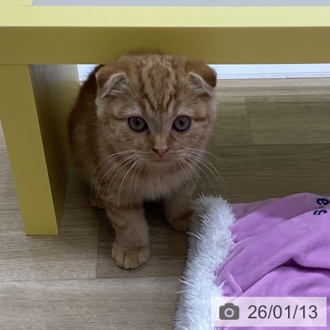 山梨県のスコティッシュフォールド (ペットプラス 甲府昭和店/2025年10月14日生まれ/男の子/レッドタビー)の子猫の4枚目の画像