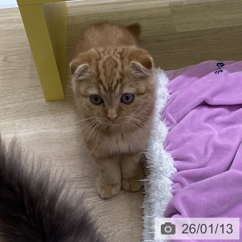 山梨県のスコティッシュフォールド (ペットプラス 甲府昭和店/2025年10月14日生まれ/男の子/レッドタビー)の子猫の3枚目の画像