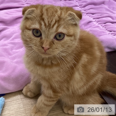 山梨県のスコティッシュフォールド (ペットプラス 甲府昭和店/2025年10月14日生まれ/男の子/レッドタビー)の子猫の4枚目の画像