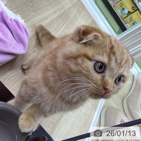 山梨県のスコティッシュフォールド (ペットプラス 甲府昭和店/2025年10月14日生まれ/男の子/レッドタビー)の子猫の3枚目の画像