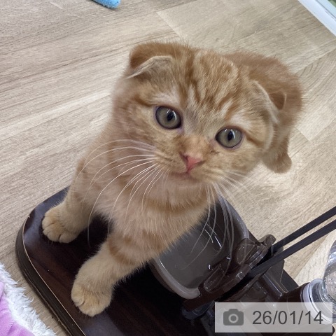 山梨県のスコティッシュフォールド (ペットプラス 甲府昭和店/2025年10月14日生まれ/男の子/レッドタビー)の子猫の3枚目の画像