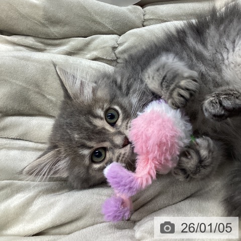 長野県のスコティッシュフォールド (ペットプラス 須坂店/2025年10月25日生まれ/男の子/ブルータビー)の子猫の4枚目の画像