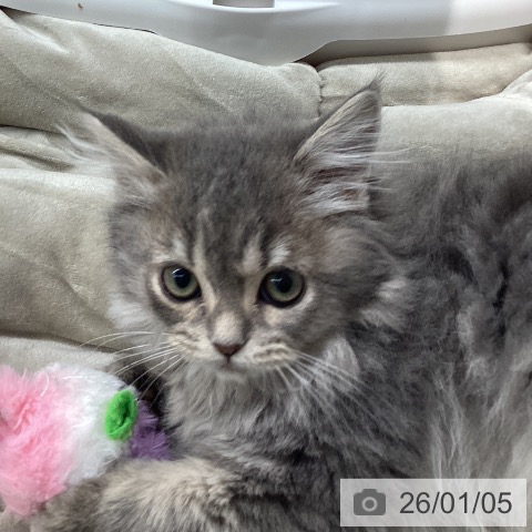 長野県のスコティッシュフォールド (ペットプラス 須坂店/2025年10月25日生まれ/男の子/ブルータビー)の子猫の3枚目の画像