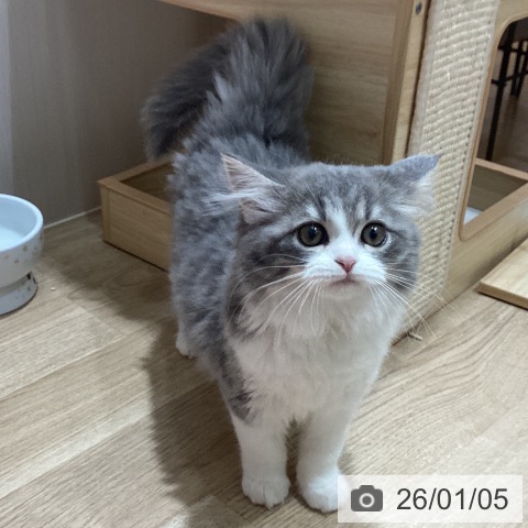 埼玉県のスコティッシュフォールド (ペットプラス ピオニウォーク東松山店/2025年10月25日生まれ/男の子/ブルータビーホワイト)の子猫の4枚目の画像